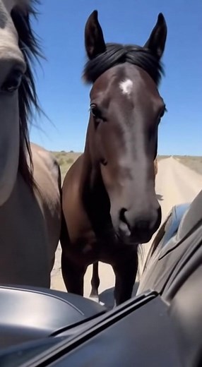 667K views · 29K reactions | A dusty road turns into a corral as wild horses surround a stopped car. Heads and muzzles crowd the open window, hot breath filling the frame. Then one horse suddenly spooks and slams into the side of the car. The whole shot jolts as the filmer scrambles to pull the phone back in. #wildhorses #wildlife #nature #roadtrip #shorts | Wild Animal Encounters | Facebook