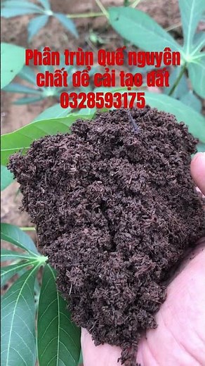 Phân trùn Quế nguyên chất