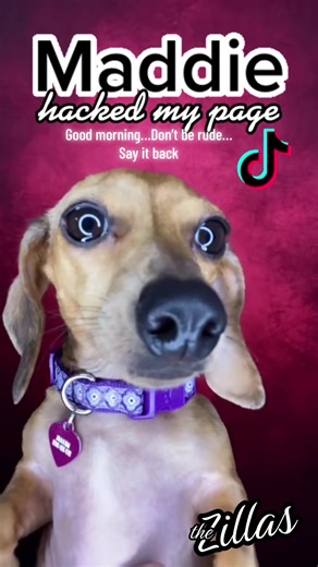 #goodmorning #hacked #maddie #teamjoezilla #thezillas | maddie