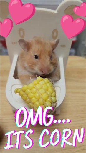 Funny hamster, OMG, it's CORN time 🌽 Hamster cute moments
