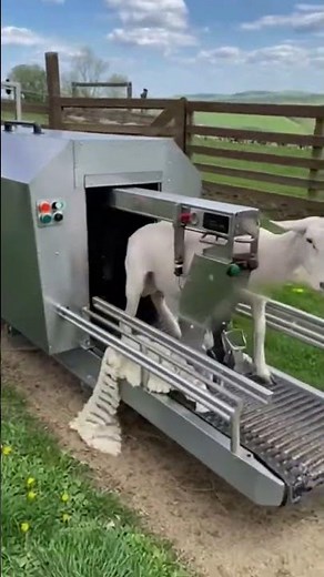 The Machine That Instantly Shears a Sheep! 🚨✨ | Futuristic Wool Tech