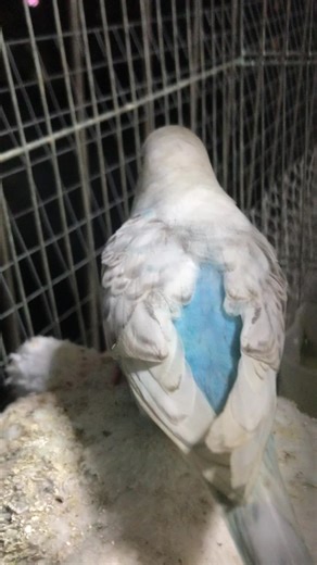 Exploring Backyard Birds: A Guide for Birdwatchers