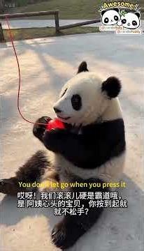 Heartwarming Moments of Baby Pandas: Reunions and New Life #panda #giantpanda