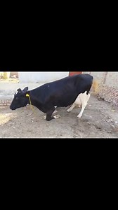 Beautiful cow for sale in Pakistan | Dairy Cow TV