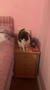 12K views · 343 reactions | PAROXYSMAL DYSKINESIA IN CATS Very...