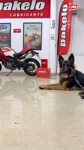 Powerrad Customs on Instagram: "Contact or Dm us at 8088725724 . . #powerrad #powerrad_customs @powerradofficial"