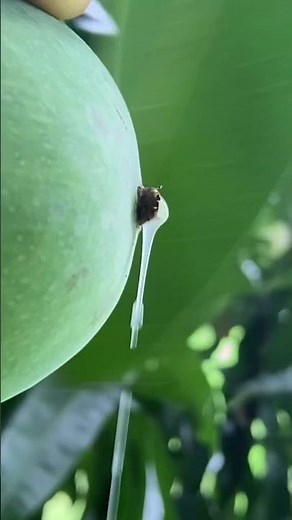 Careful! Mango sap from unripe mangoes burns the skin! I got burns on my face and neck for 10 days