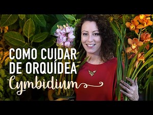 CYMBIDIUM ORCHID: how to choose and care for it