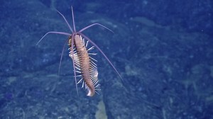 Rare deep sea creature spotted | CNN