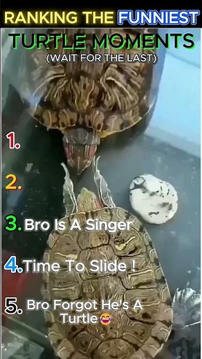 Ranking The Top 5 TURTLE MOMENTS 🐢