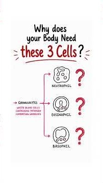Immunology Insights: Why does your body need these 3 Cells? #granulocytes #immunology #meded