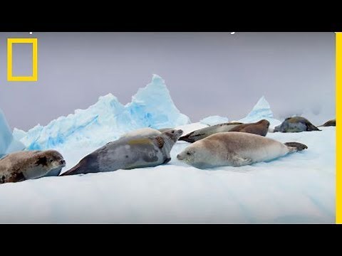L'Antarctique comme vous ne l'avez jamais vu