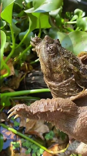 Florida Snapping Turtle Setup
