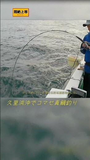2026年1月19日 久里浜沖でコマセ真鯛つり #一義丸 #SHIMANO #釣り好きおじさん #真鯛 #クロダイ #イナダ #イシダイ