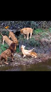 3.1M views · 8.3K reactions | big lion fight lion v female lion fight | Best Shoot | Facebook