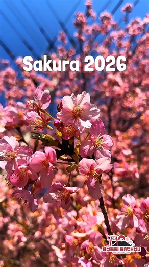Experience Japan at its most magical moment when the cherry blossoms bloom and the whole country turns pink. 🌸 Walk under thousands of sakura trees, capture breathtaking photos, and feel the soft spring breeze in iconic spots across Japan. This is not just a trip it’s a once-a-year dream experience. 💕 ✨ Perfect for couples ✨ Family bonding ✨ Barkada trips ✨ Solo healing getaway Cherry blossom season is LIMITED and slots fill up fast every year! 🌸 Don’t miss your chance to witness Japan in ful