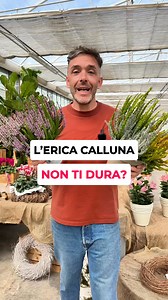Come si mantiene l’Erica Calluna e perché non ti dura niente appena la compri? 👉 È semplicissimo, è sempre un problema di acqua! ✅ L’Erica Calluna adora il terreno umido, ma non tollera il secco ed il ristagno. ✅ Comprala quando comincia ad arrivare il fresco, perché il caldo non è un suo alleato. ✅ Attenzione, tienila fuori casa, mai dentro! Scopri tutti i colori di Calluna sul nostro shop! #calluna #Erica #piantedaesterno #fioriautunnali | Vivai Brugna Ss Agricola