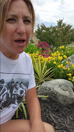 Evening Primrose yellow perennial in My Carolina Garden #shorts