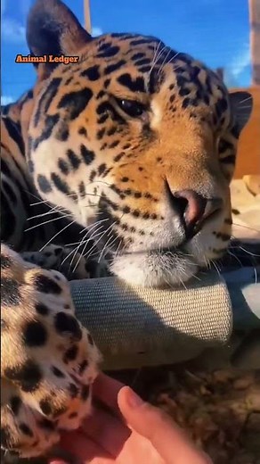 Leopard or Jaguar? 99% Get This Wrong 😨