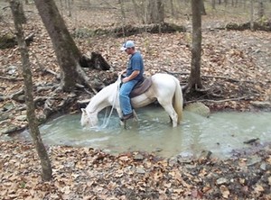 Sonny-- Cremello Stud Colt