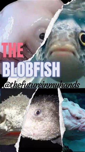 Everyone Thinks This Fish Is Ugly — They’re Wrong