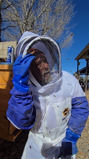 Reed Booth on Instagram: "A hive becomes Africanized when European honey bees crossbreed with aggressive African honey bee (Apis mellifera scutellata) genetics, typically during a queen's mating flight. Africanized drones, being more numerous, stronger, and faster, outcompete European drones to mate with virgin European queens, producing hybrid offspring with dominant defensive traits. Over generations, repeated mating and queen replacement cycles amplify Africanized traits like heightened aggre