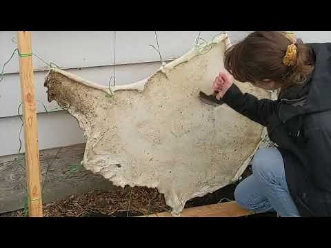 Making Medieval Parchment