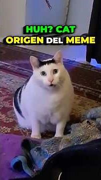 Huh? Cat ORIGIN OF THE MEME - The Story of the Surprised Cat Who Is He and How He Became Famous