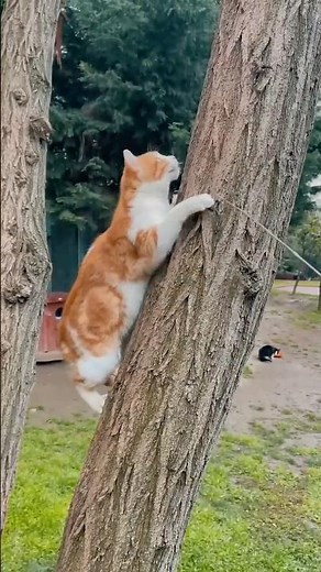 Top 10 Strongest Cats You Won't Believe Exist!