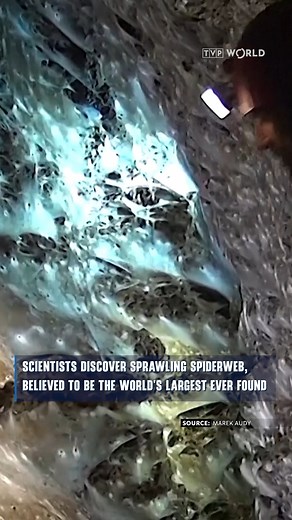 769K views · 827 reactions | An international team first discovered the arachnid “supercity” in 2022 in Sulfur Cave on the Greek–Albanian border. The web spans over 100 square metres and is home to around 110,000 spiders. | TVP World | Facebook