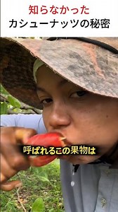 知らなかったカシューナッツの秘密