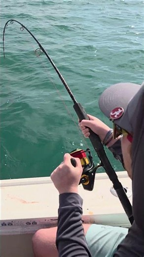 finding some sharks #fishing #sharksquad #myrtlebeach
