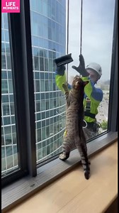 12K views · 36 reactions | Cat's Adorable Window Interaction! A cat and a window cleaner share a playful moment. Watch now! #fblifestyle #AI Generated using Kling AI . . . (For entertainment purposes only. Consult professionals if guidance on activities is presented. No brand affiliation is implied if any are shown. If inspired by true events, creative adaptations may be included. Content may include public footage.) | Fabiosa Make It Easier | Facebook