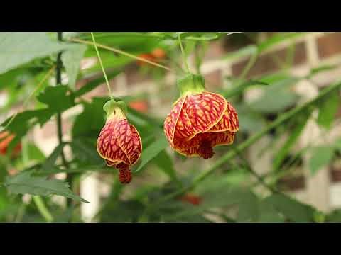 Abutilon Plant Profile
