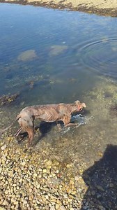We had to share this sweet video of Greyhound Trust mascot Corporal Tilly 🫡🐾 taking the plunge and going for her first ever swim! We hope you love it as much as us! 💚 | Greyhound Trust