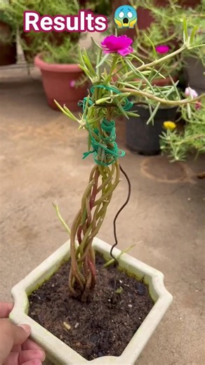 portulaca plant cutting grow#gardening