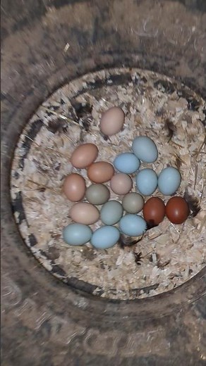 How Did The Chickens Lay So Many Eggs?