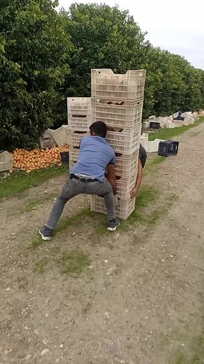 Fruit Harvesting Techniques in a Lush Orchard