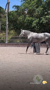Another beautiful demonstration of what you can achieve through the Parelli Levels Program! 📽️@aleparellipro | Parelli Natural Horsemanship