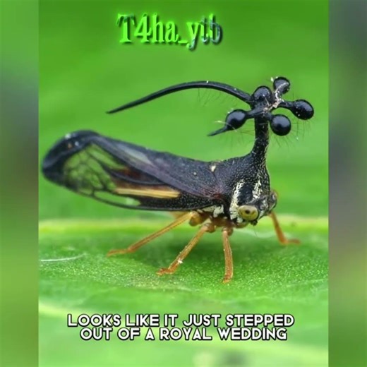 Tree hopper X Mahoraga Edit - JUJUTSU KAISEN MANGA - #jujutsukaisen #manga #jjk