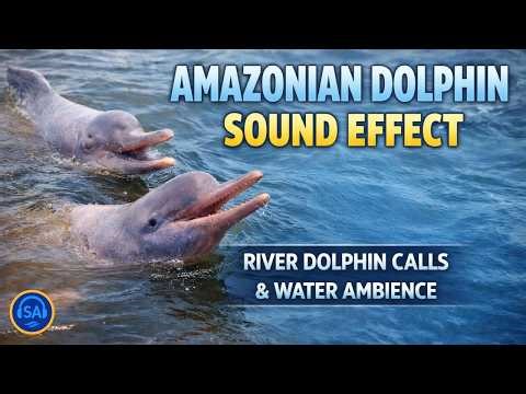 🎧 Amazonian Dolphin Sounds – River Dolphin Calls and Water Ambience