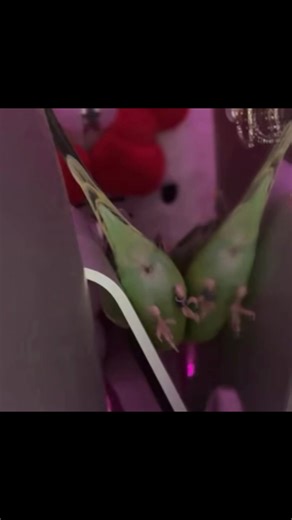 Throwback to when we first got Loki and he got stuck behind the computer #save #bird #stuck #funny #fyp