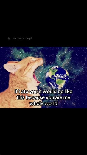 If I Ate You It Would Be Like This — Cute Cat Couple Moment