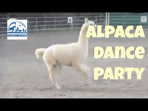 So Cute! Alpaca Prancing