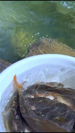 Net Fishing Techniques for Beginners