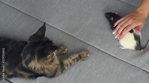 Maine coon cat and rat sitting on the sofa