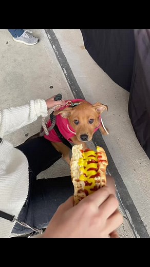 Just a girl and her dog #dogsofttiktok