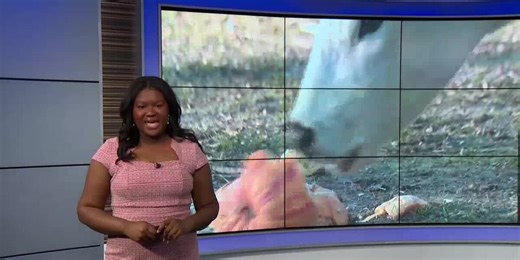 Oregon family turns leftover pumpkins into cattle feed with community’s help