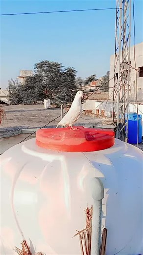 FAHR_E_SOHAWA💯🙌❤️ (@zainitlpala0)’s videos with original sound - GAMER PROMAX 804