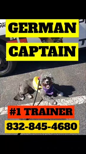 🐾📞 Need a dog whisperer? Look no further! With over 40 years of experience, we've trained over 1900 dogs since 2012 alone. Call us at 832-845-4680 for professional, results-driven training tailored to all breeds, ages, and issues. No pain, no shock, no treats – just a proven track record of success. Join the #1 dog training program in Texas today!THE HOUSTON DOG TRAINER 832-845-4680 #dogtrainingkatytx #dogtrainingkaty #1dogtraining #dogtrainingcypress #k9katy #THEHOUSTONDOGTRAINER #1dogtrainer